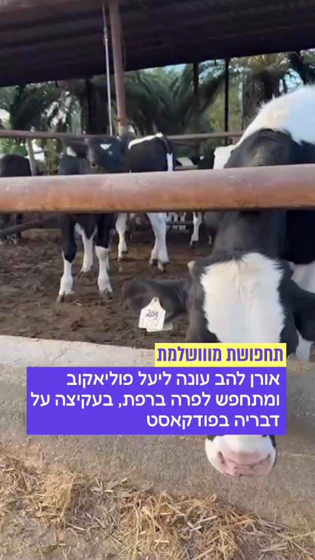 תגובה מושלמת ליעל?...