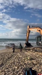 לווייתן ראשתן שנפלט השבוע בחוף זיקים...