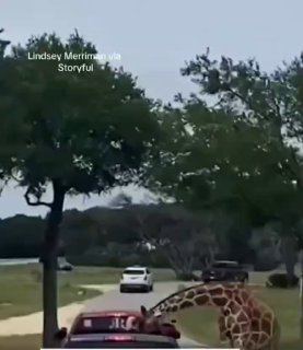 בפעם הבאה, הם בהחלט יסגרו את גג המכונית הנפתחת שלהם....