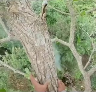 התעסק עם הדבורים הלא נכונים...