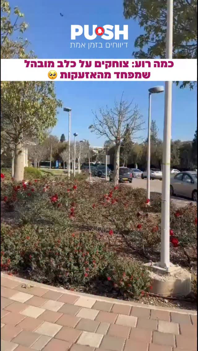 כמה רוע: צוחקים על כלב מובהל שמפחד מהאזעקות 🥺...