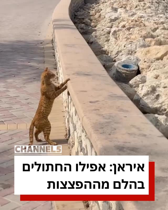 ⁨איראן: אפילו החתולים...