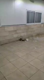 רסיס חורה שכונה 1...