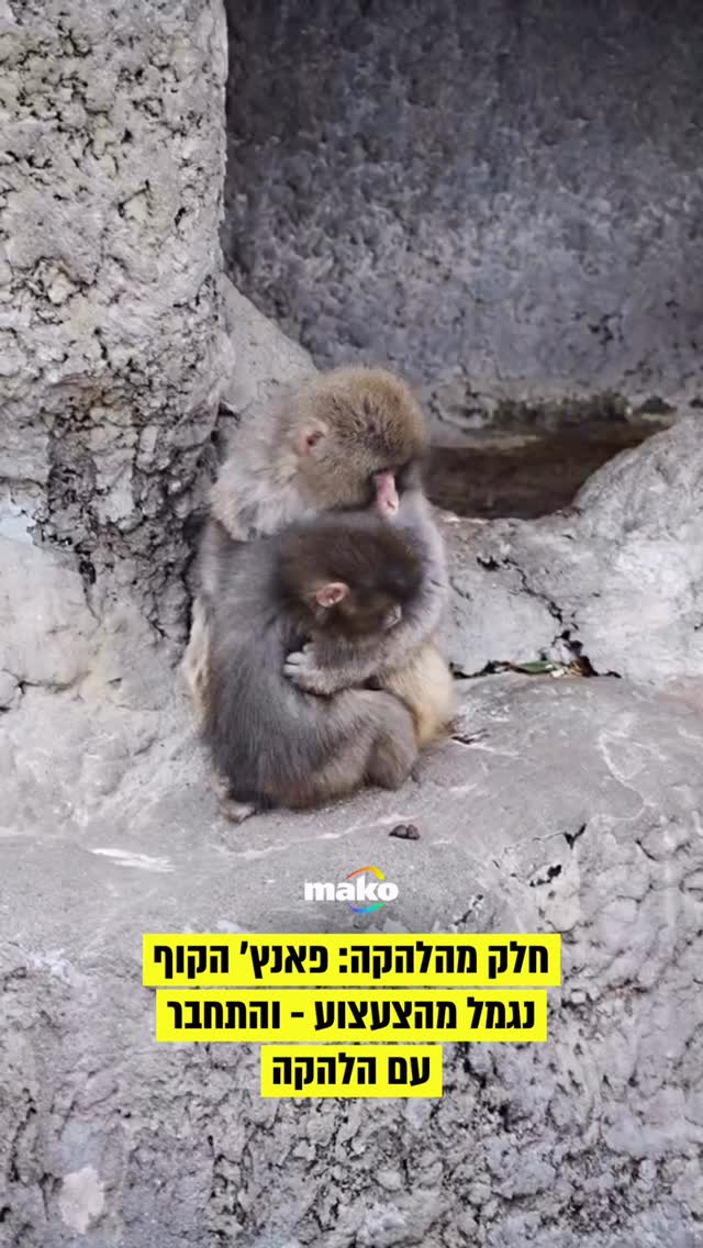 חלק מהלהקה: פאנ׳י הקוף נגמל מהצעצוע - והתחבר עם הלהקה...