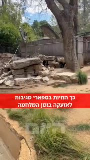 ככה החיות בספארי מגיבות לאזעקה בזמן המלחמה...