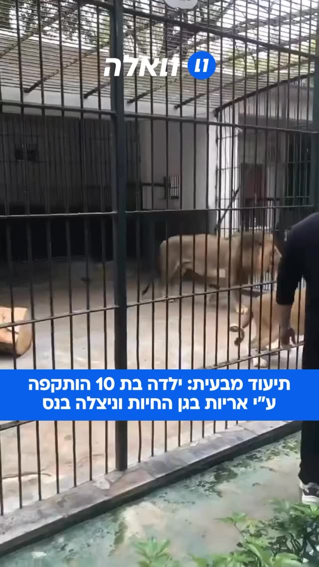 דרמה בסין: ילדה בת 10 ניצלה בנס מתקיפת אריות בגן חיות במחוז...