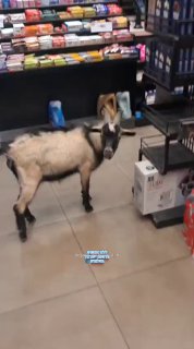 בנתיים בתחנת דלק יד בנימין...