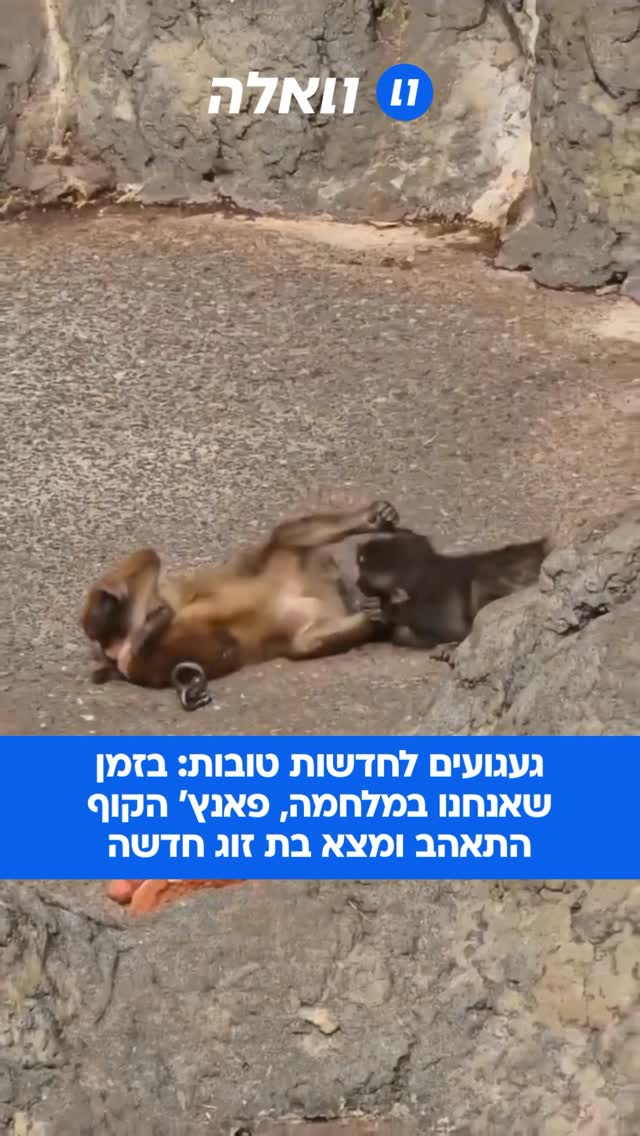 סוף לסאגה שריגשה ובעיקר גרמה לעצב רב בכל רחבי העולם? תיעודים...