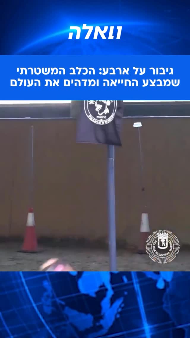 ⁨ משטרת מדריד פרסמה תיעוד יוצא דופן של פאקו, כלב משטרתי גיבור...