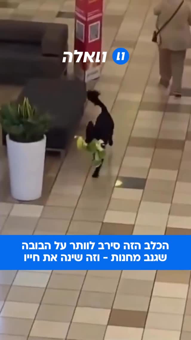 זה התחיל כשכלב רחוב נכנס לקניון, מצא בובת פרווה חדשה ופשוט...