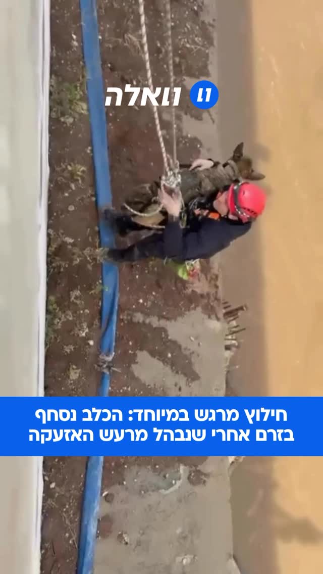 בעל הכלב עצר את רכבו בנתיבי איילון כדי לתפוס מחסה בהתאם...