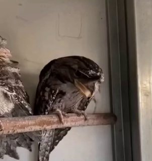 קוזודוי הענק 😄...