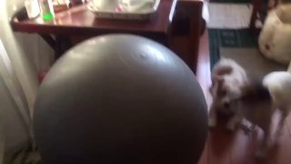 טלנטישה 😄...