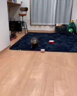 עכשיו כל שלושת הכדורים 😁...