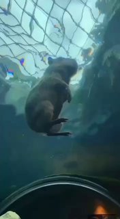 תצוגה תחתונה קפיבארה צף 🙈...