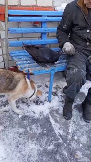 עורב קנאי 😄...
