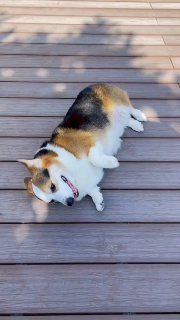 אתה רוחץ אותי, ואני עדיין הולכת להתרחץ בשלולית 😂...