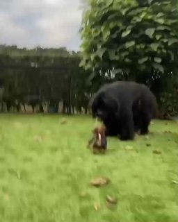 פרעוש חסר מנוחה 😂...