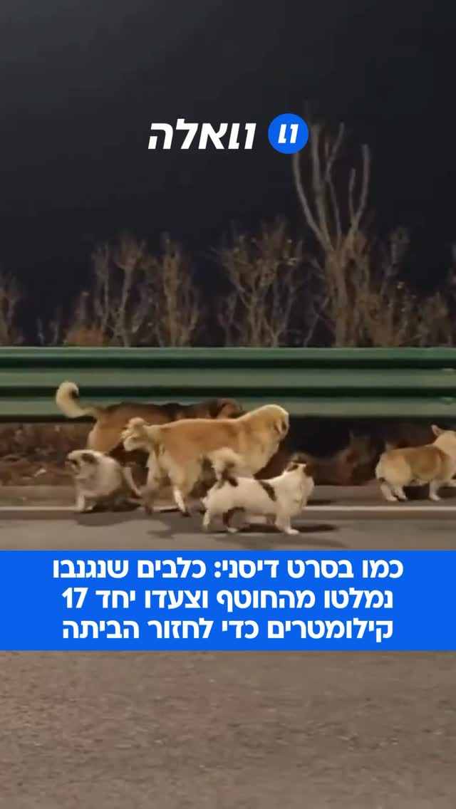 מסע הירואי בסין: שבעה כלבים שנגנבו על ידי סוחרי בשר בצפון-מזרח...