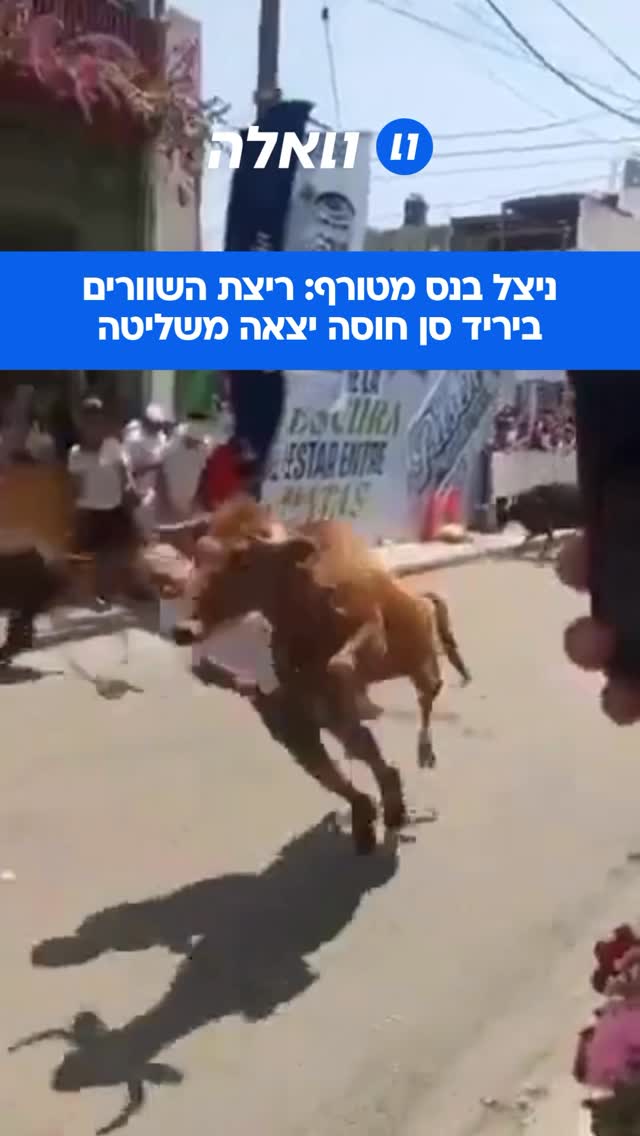 חוגג שרד בנס לאחר שנפגע בעוצמה בראשו והוטח אל הקרקע על ידי שור...