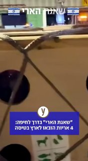 ארבעה אריות מצ'כיה הוטסו לישראל בטיסת מטען מיוחדת של אל על,...