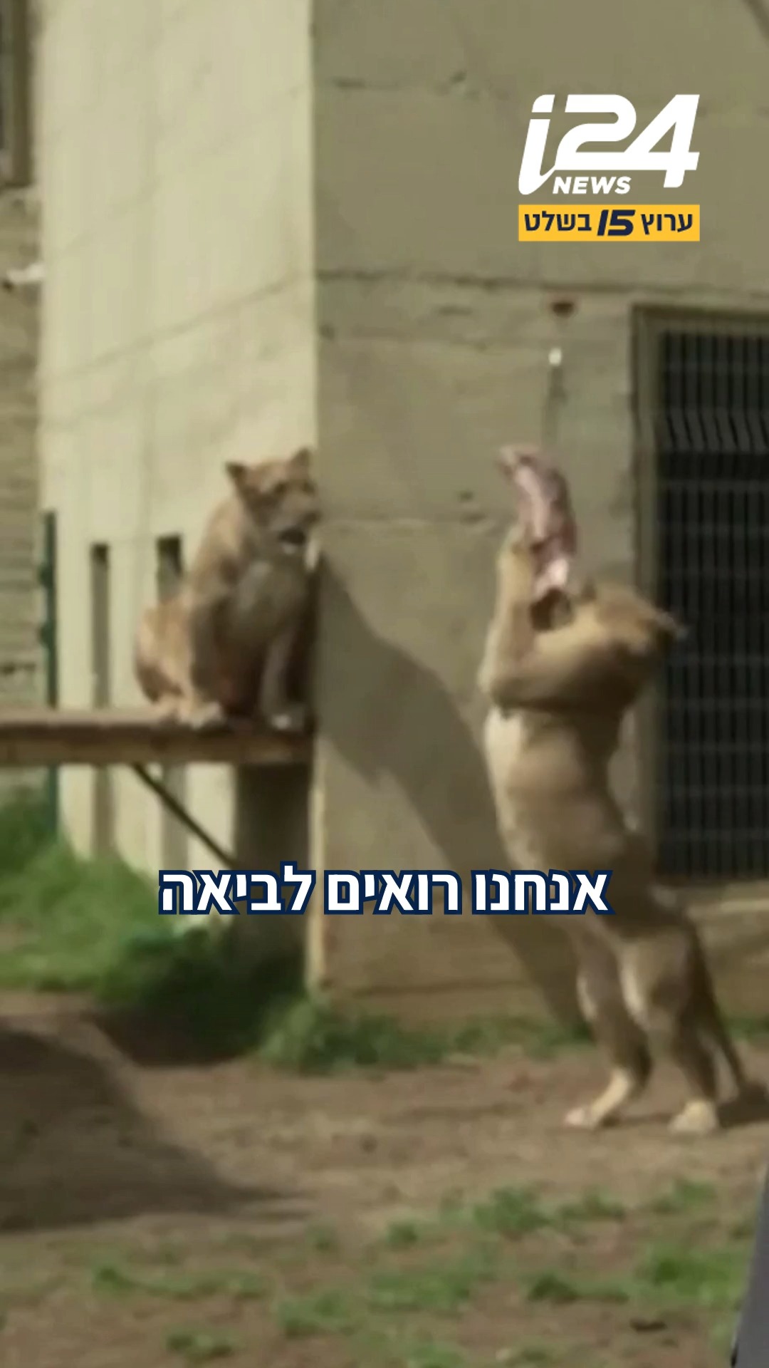 'שאגת הארי' בגן החיות: איך מתמודדים בזמן מלחמה בטיפול בבעלי...