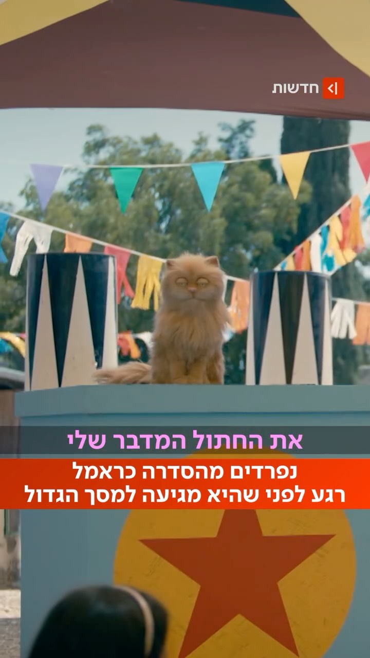 ⁨ ⁨בשורות טובות: כראמל, החתול הכי מפורסם בטלוויזיה יגיע...