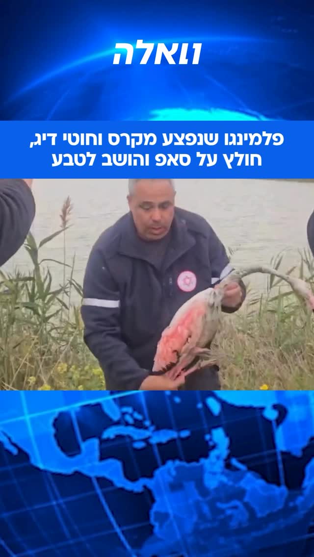 הפלמינגה הסתבכה בציוד דיג, כאשר קרס הייתה נעוצה בגפה ורגליה...