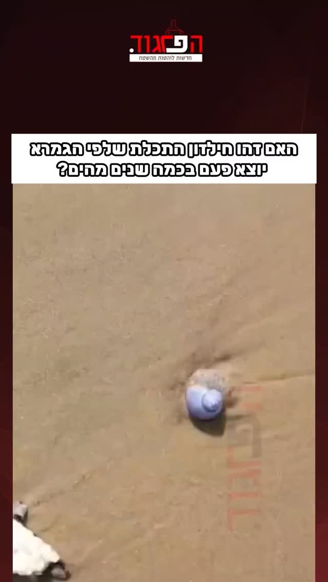 האם זהו חילזון התכלת שלפי הגמרא יוצא פעם בכמה שנים מהים?...