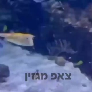 בלוגר איראני מעלה את הדג הזה וכותב:...