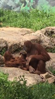 דוברות הספארי ...