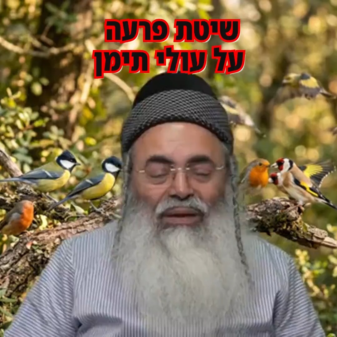 שיטת פרעה על עולי תימן.