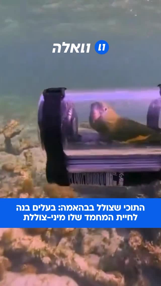 תוכי מתחת למים: אדם בנה צוללת זעירה עבור התוכי שלו — ועכשיו...
