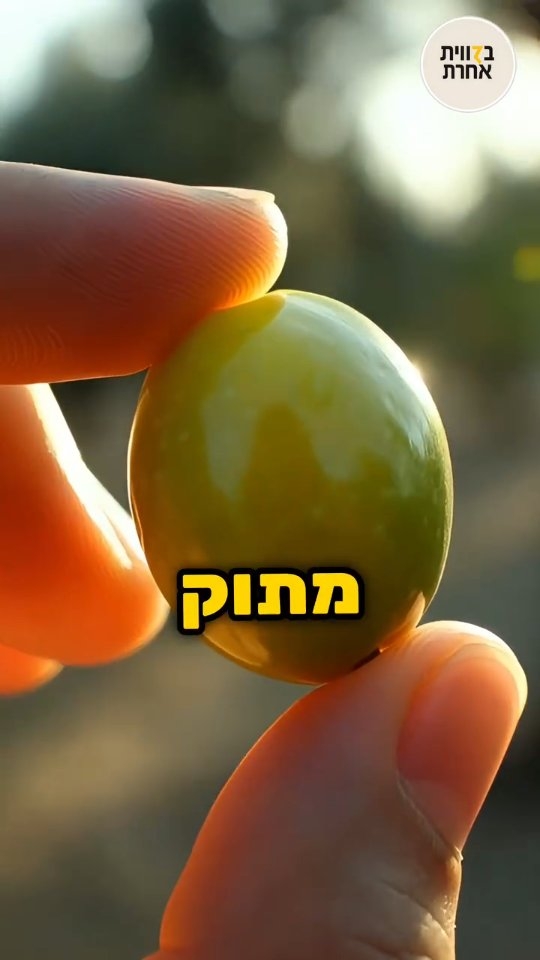 בית הבד של החיים - כיצד מה שנמעך הוא זה שמאיר אותנו....