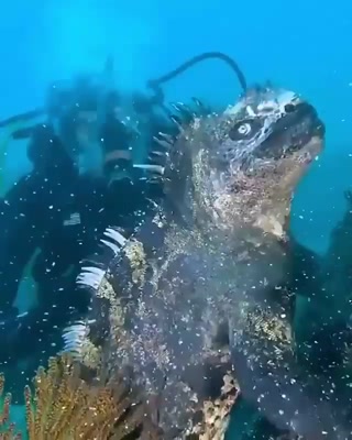צוללנים צילמו איגואנה ימית בגלפגוס — זה נראה כאילו היא ברחה...