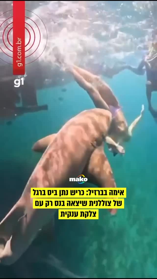 אם חיפשתם סיבות לא לצלול עם כרישים - הנה עוד אחת...