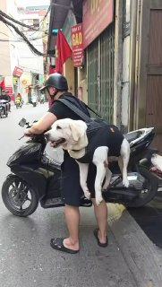 דרך לגיטימית לשנע כלבים...