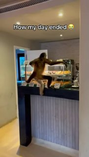 מישהו פה מורעב...