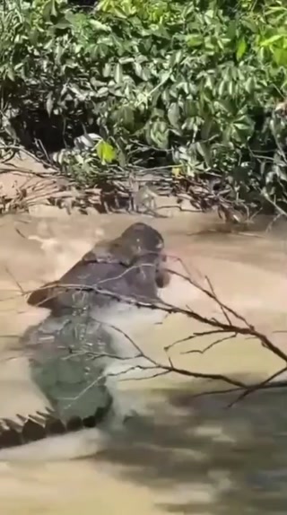 מִנִּיפְלְאוֹת הַבְּרִיאָה🐊...