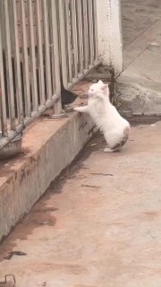 תגיד תודה שהגדר עוצרת אותי יא כלב! 😅🤣...