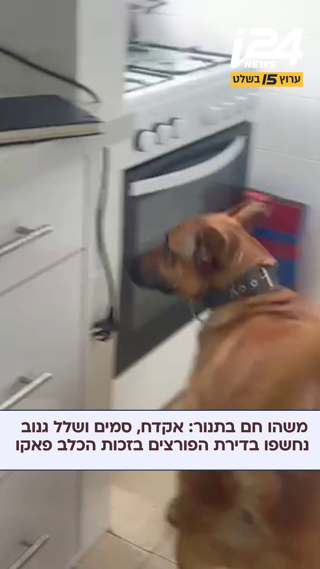 האף של פאקו לא טועה - אקדח וסמים נחשפו בתוך תנור אפייה...