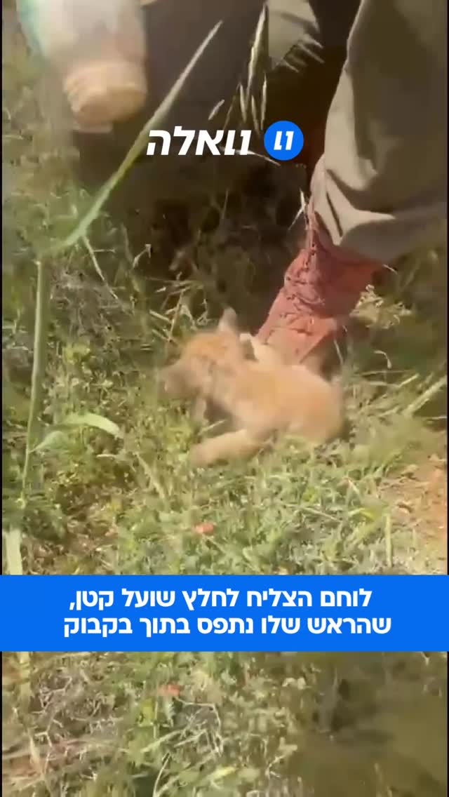 בזמן המלחמה, לוחם צה״ל הצליח להציל שועל קטן, שהראש שלו נתפס...