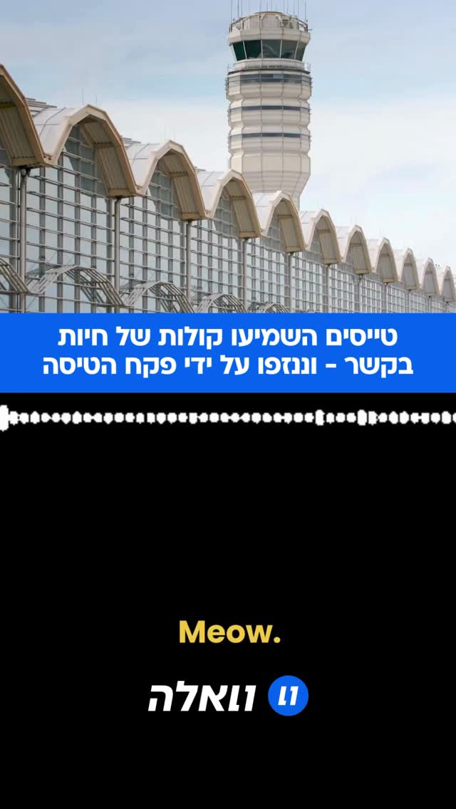 שני טייסים השמיעו לכאורה קולות של יללות חתול ונביחות כלב בזמן...