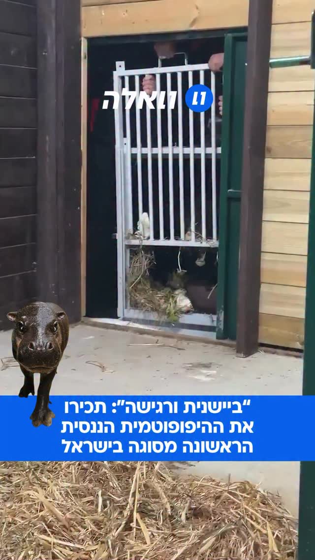 נקבת היפופוטם ננסי נחתה אמש בטיסת מטען של אל על מפרנקפורט,...
