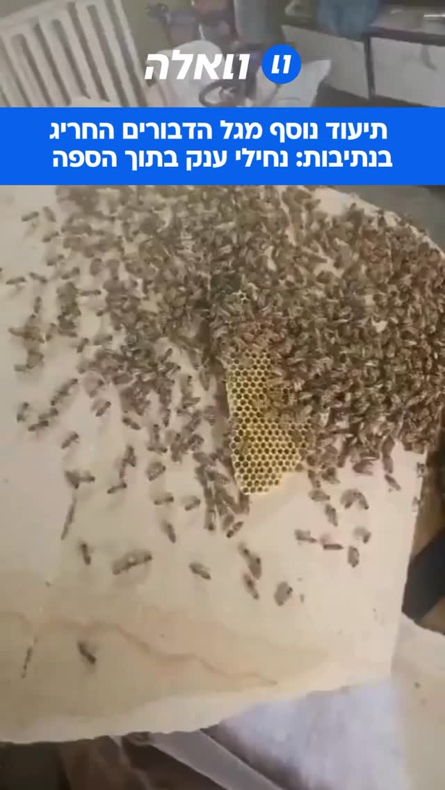 מכת דבורים בנתיבות: נחיל גדול של דבורים התמקם אמש באזור מתחם...