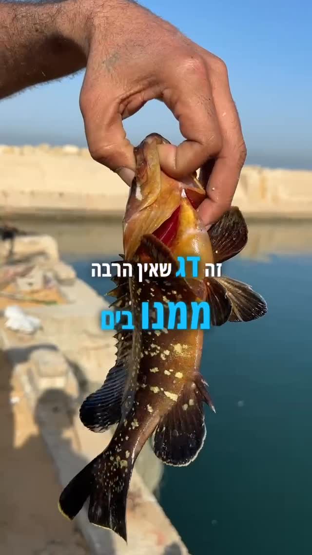 ידעתם שלוקוסים מתחת ל40 סמ אסורים בדייג? חשוב להקפיד על שחרור...