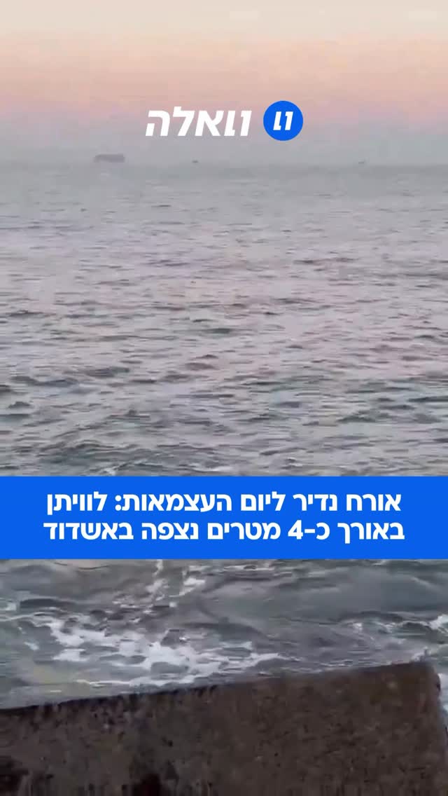 לווייתן באורך כ-4 מטרים נראה הבוקר מול חופי אשדוד. חוקרי דלפיס...
