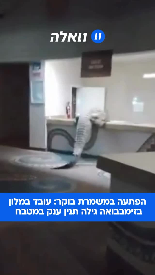 ⁨ עובד מלון בעיר ויקטוריה פולס בזימבבואה נדהם לגלות תנין ענק...