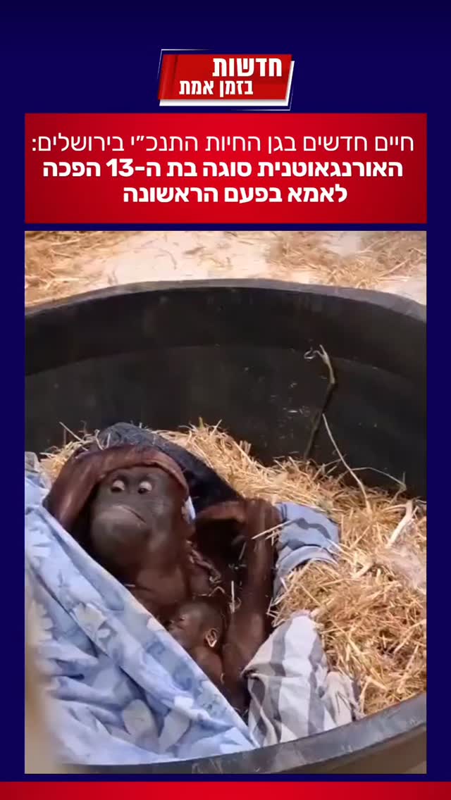 לידה מרגשת ❤️ חיים חדשים בגן החיות התנכ"י בירושלים:...