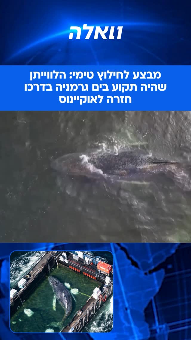 הלווייתן, שזכה לכינוי “טימי” בתקשורת הגרמנית, נצפה שוחה סמוך...